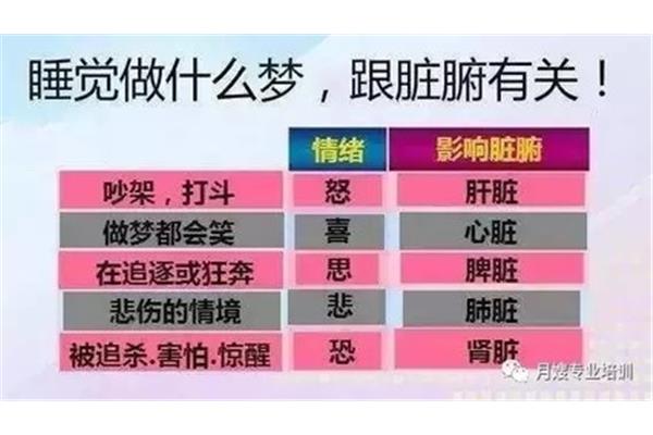 人的五脏六腑