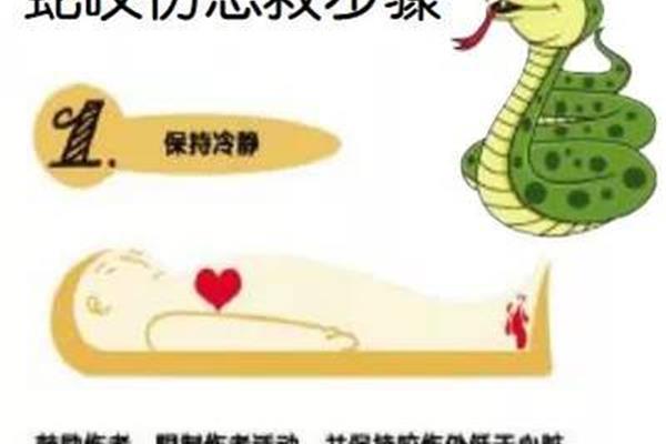 蛇咬伤急救