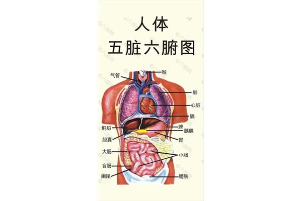 人的五脏六腑