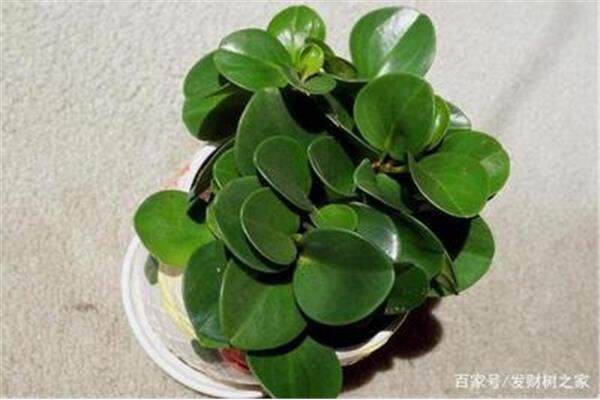 碧玉花的养殖方法