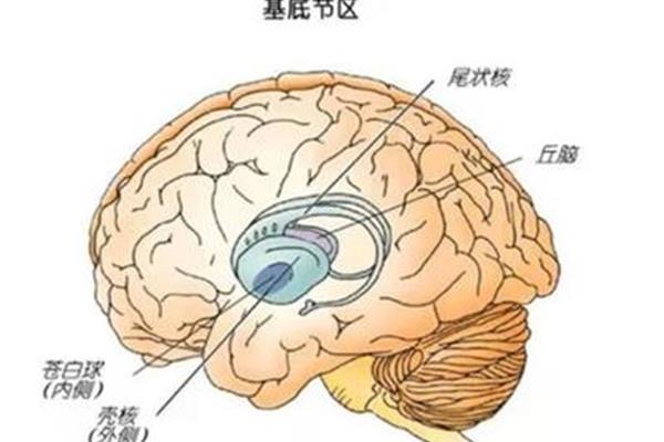 什么是脑疝