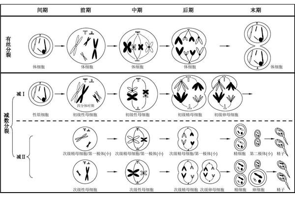 减数分裂的过程