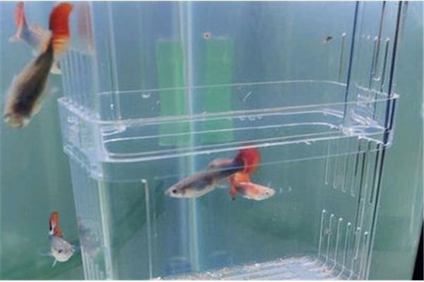孔雀鱼水温