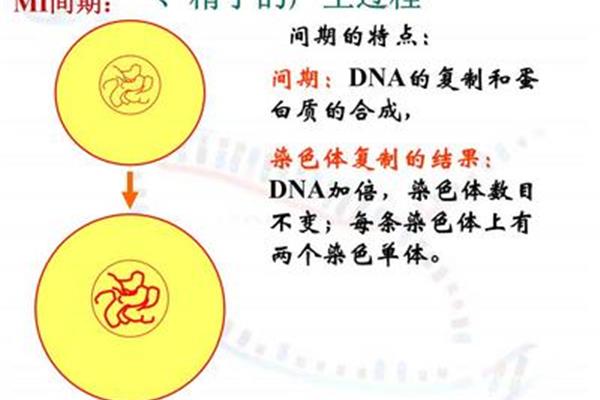减数分裂的过程