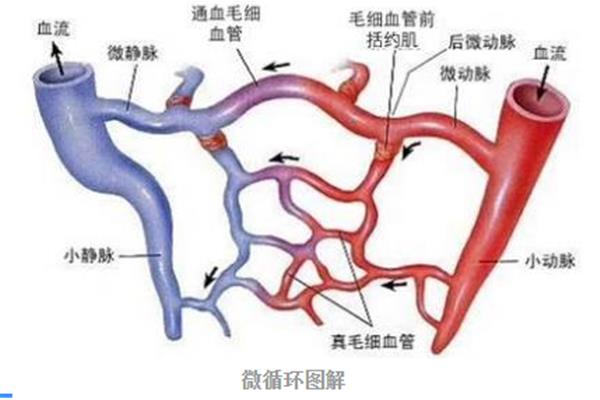 微循环的三条通路