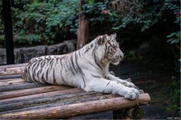 老虎的家在哪里