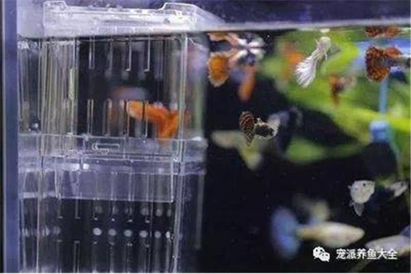 孔雀鱼水温