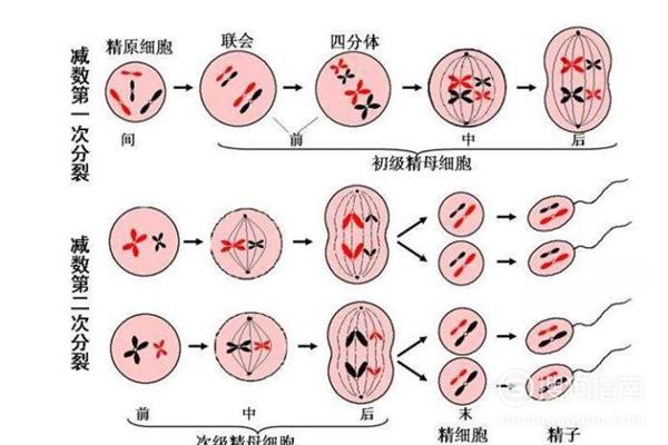 减数分裂的过程