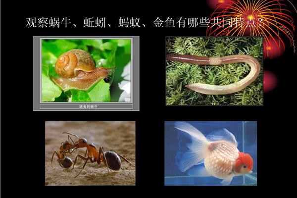 蜗牛和金鱼的区别