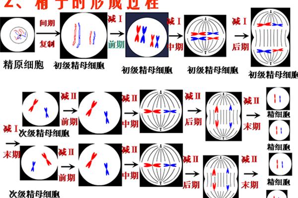 减数分裂的过程