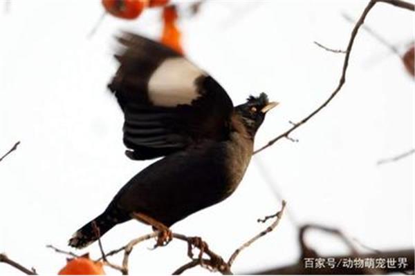 八哥说话训练