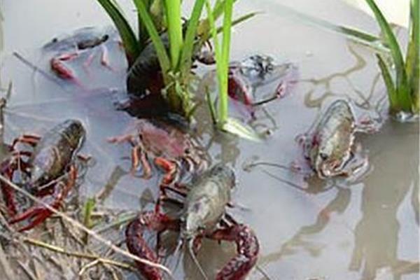 怎么养龙虾