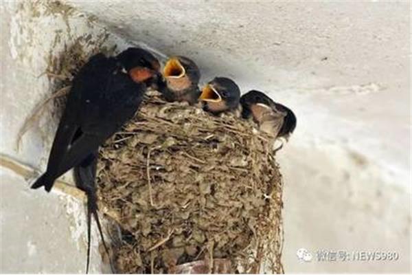 麻雀飞进烟囱里