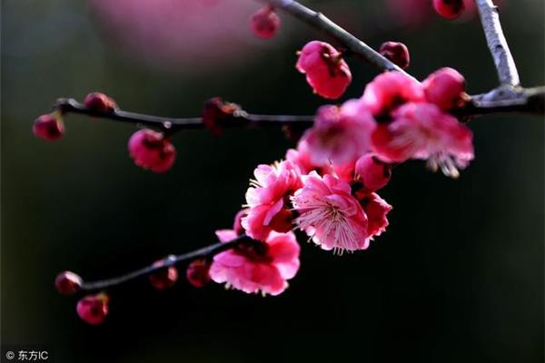 带花的诗句
