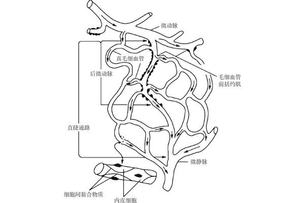 微循环的三条通路