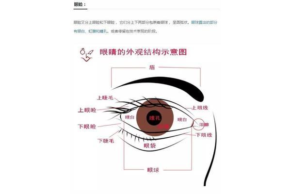 五官的作用