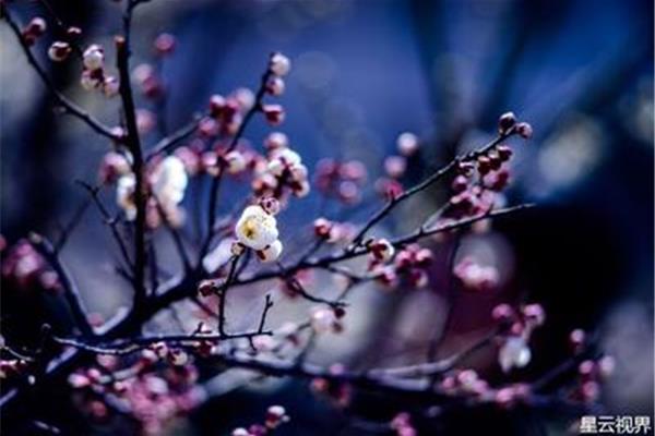 形容花香的诗句