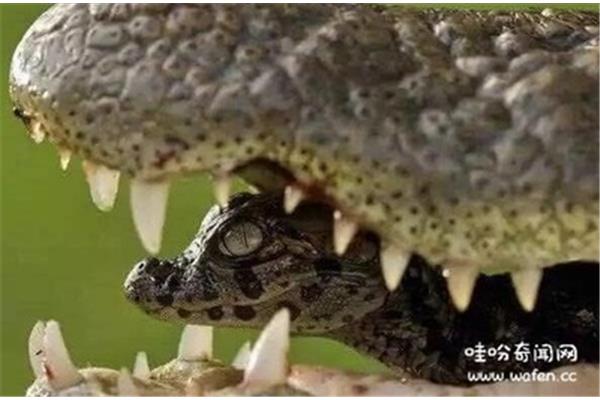 鳄鱼有感情吗