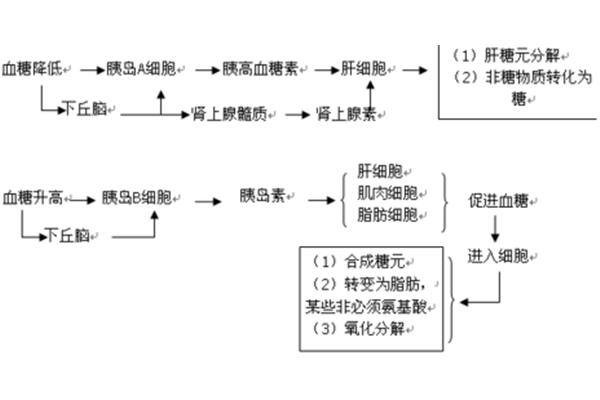 胰岛素本质