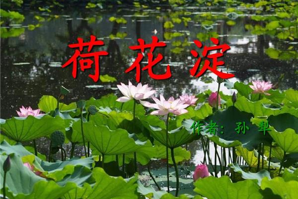 荷花淀的作者