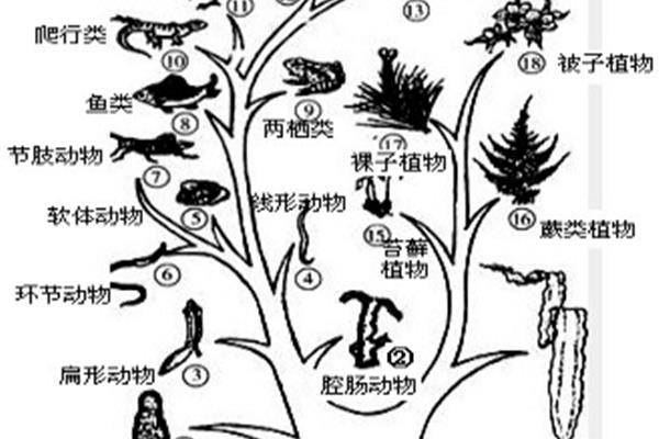 动物进化历程