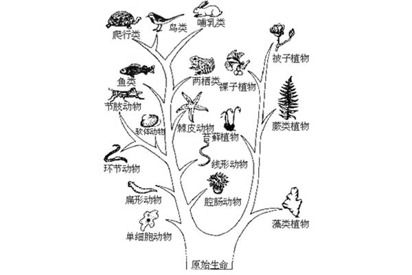动物进化历程
