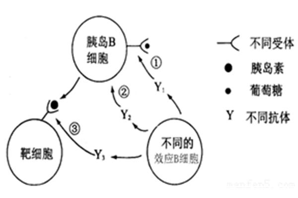 胰岛素本质