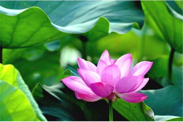 形容花香的诗句
