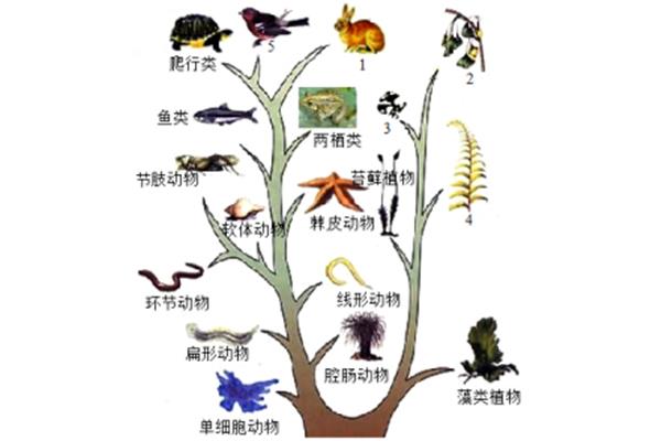 动物进化历程
