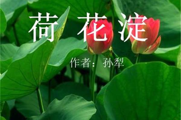 荷花淀的作者