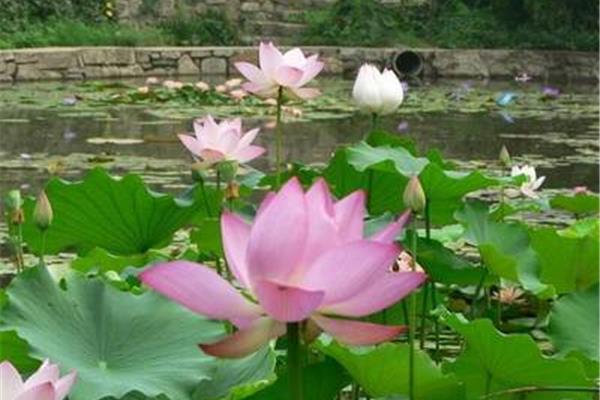 莲花的象征意义