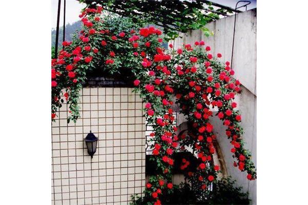 形容花香的诗句