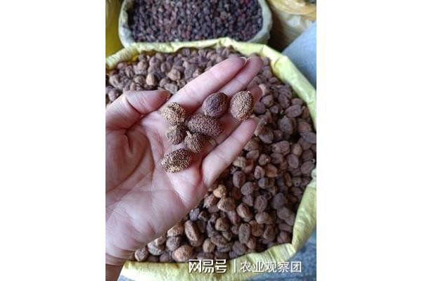 砂仁是什么
