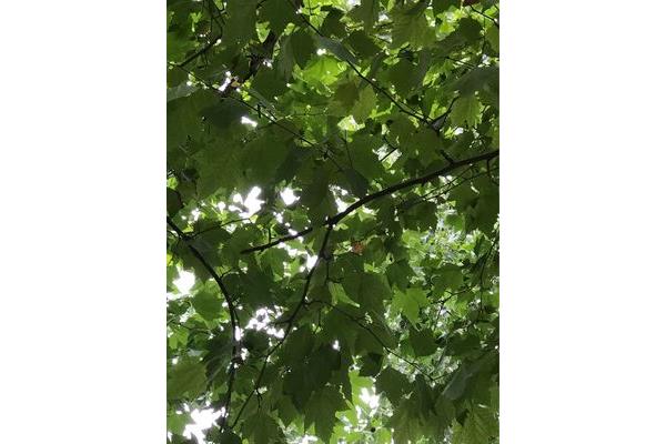 茂密的枝叶
