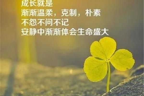 感慨生活的句子