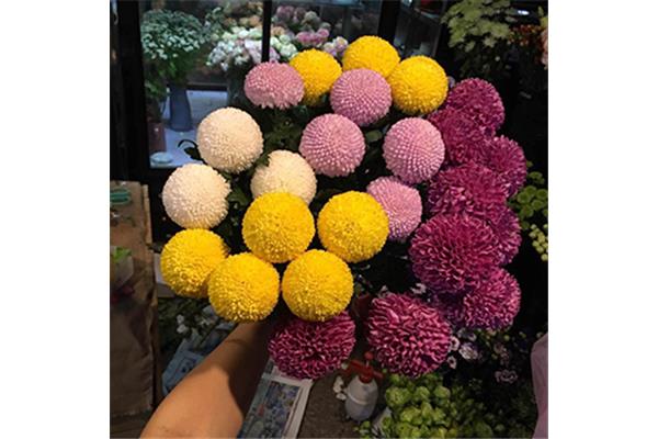 送朋友的花
