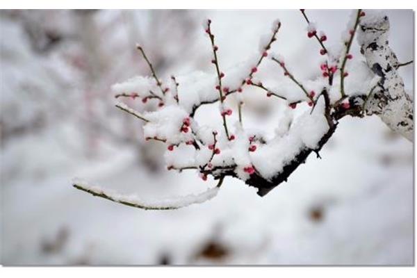 形容雪景的诗句