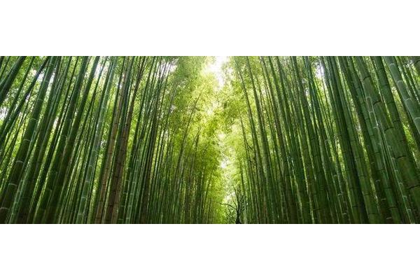 竹子生长环境
