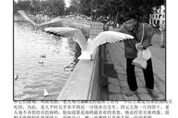 老人与海鸥