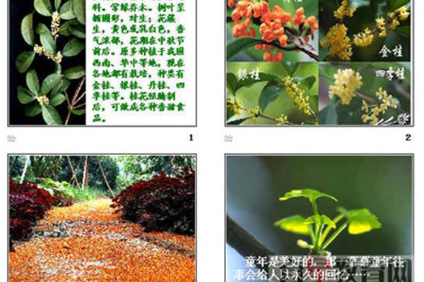 桂花雨的作者