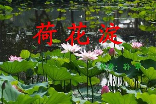 荷花淀的作者