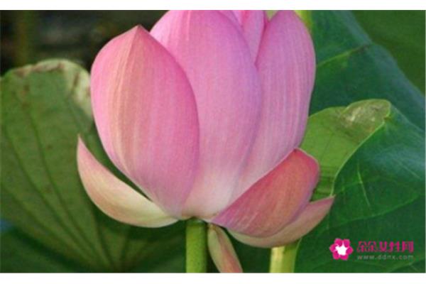 莲花的象征意义