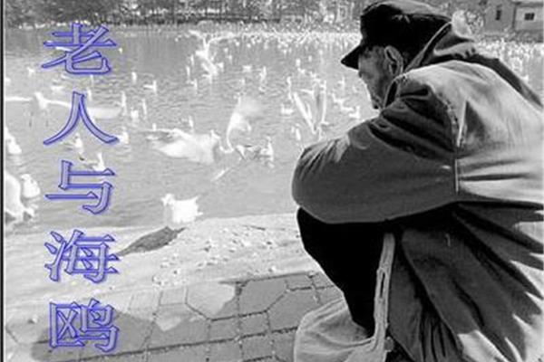老人与海鸥