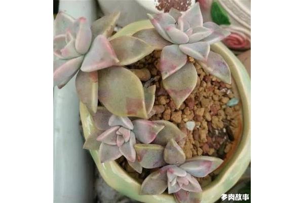 多肉需要施肥吗