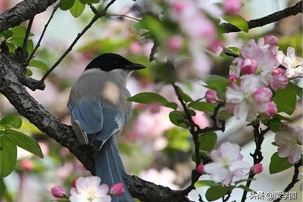 形容花香的诗句