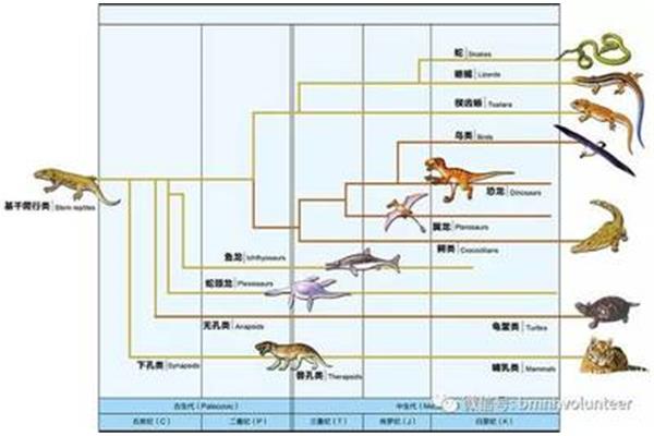 动物进化历程