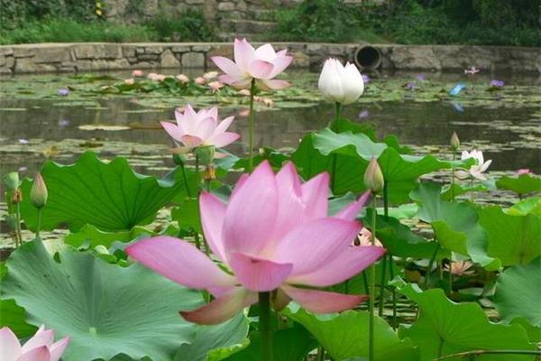 莲花的象征意义