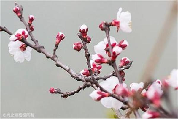 打春是什么时候