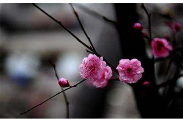 形容花香的诗句