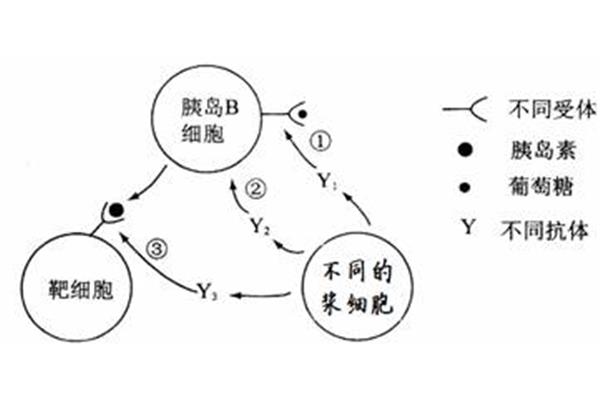 胰岛素本质